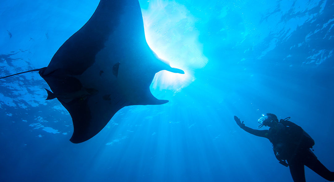Ces horlogers qui chérissent la mer !