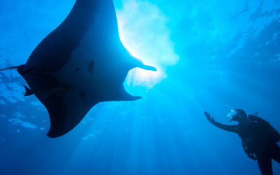 Ces horlogers qui chérissent la mer !