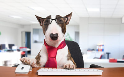 Médor au bureau ? Une idée pour améliorer votre productivité !