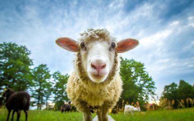Candidat idéal ou mouton à 5 pattes ?