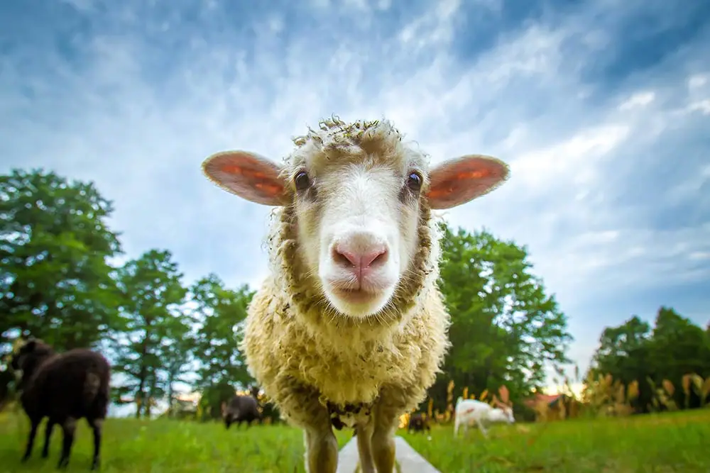 Candidat idéal ou mouton à 5 pattes ?